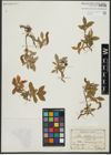 Foto von Salix hastata L.